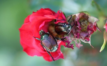japanese beetle on roses