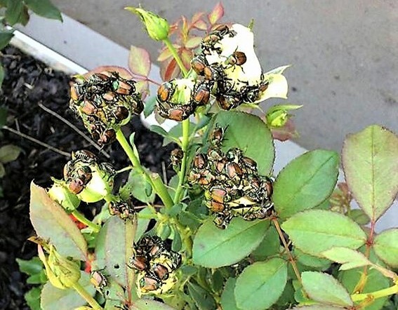 Japanese beetles on roses