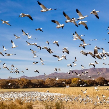 fall migration birds
