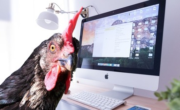 Bird and computer