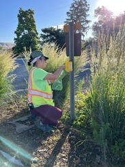 Japanese beetle trapper hanging trap on pole