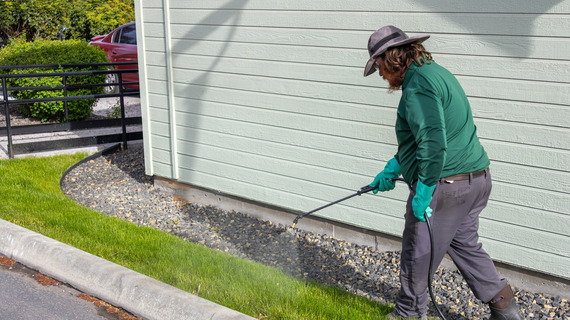 Licensed professional treating a lawn for Japanese beetle