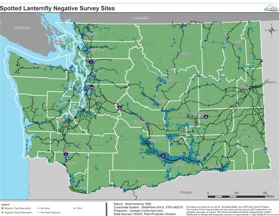 map of spotted lanternfly survey sites in 2025