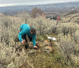 technician collecting host plants in field