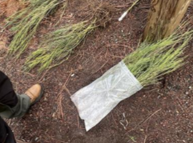 host plants on the ground 