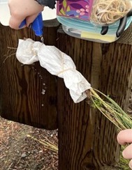 host plant roots getting wet for shipping