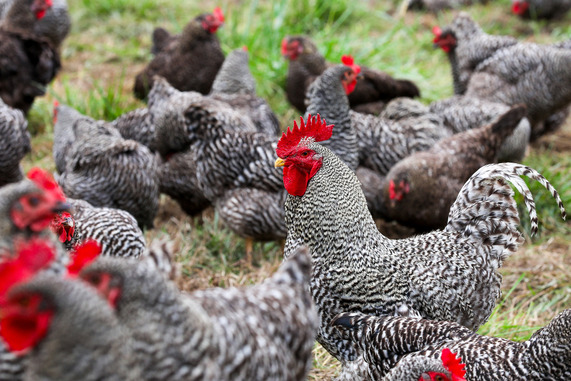 chickens
