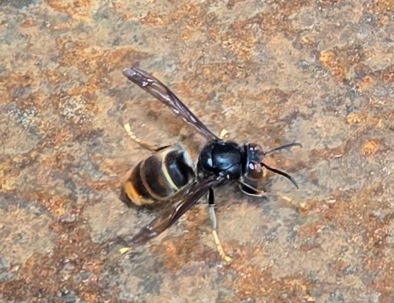 yellow-legged hornet