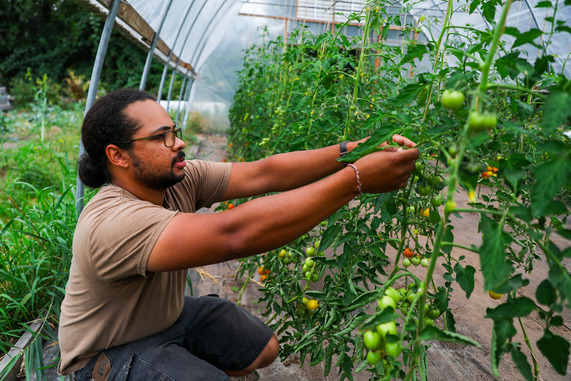 farmer with tomato plants