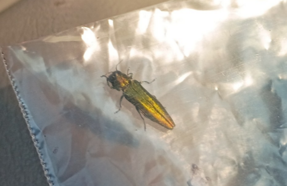 emerald ash borer in plastic zip-top bag
