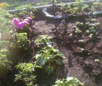 community garden