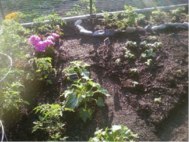 community garden