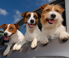 dogs in car