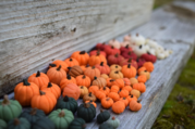 Miniature Polymer Pumpkins