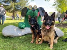 gren dog photo