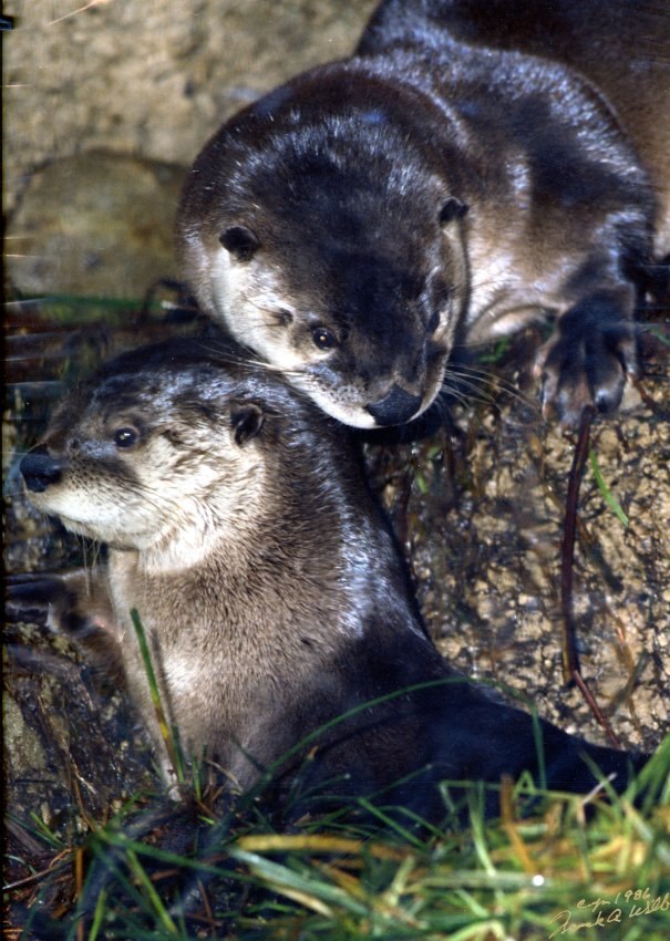 two adorable river otters in their den 