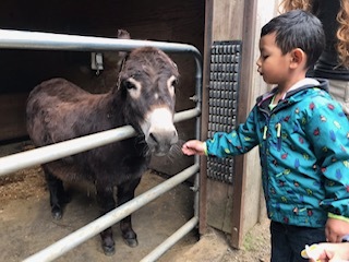 Farm Photo - Kid with Cow