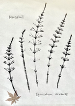 NW Native Transfer Printmaking