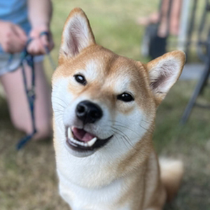 Petpalooza 2024 Poster Dog