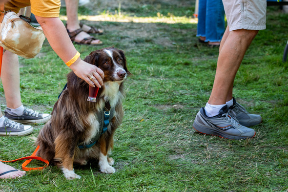 A dog being offered a tasty beverage 