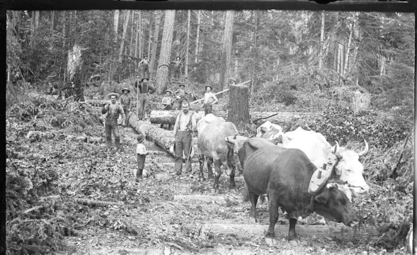 Loggers and cattle moving logs