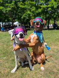 cute dogs at Petpalooza