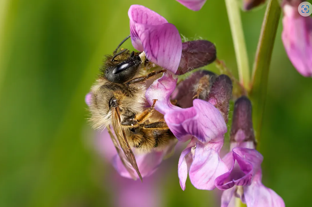 A bee on a flower