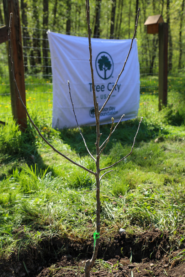 A tiny little apple tree