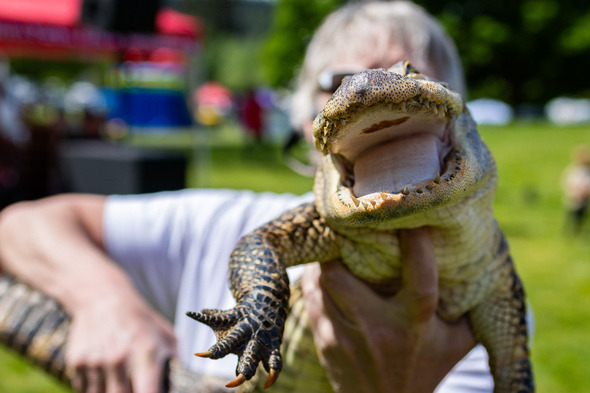A close-up shot of a handler holding an open-mouthed alligator with blurred festival tents in the background.