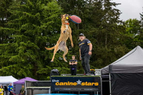 A dog catching a frisbee midair