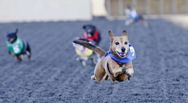 Wiener Dog Race