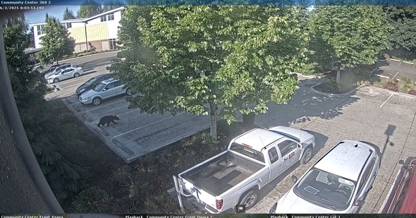 Screenshot of video showing a small bear at a park