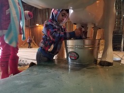 Mary Olson Farm_child milking cow