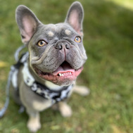 Frankie_Petpalooza Poster Dog