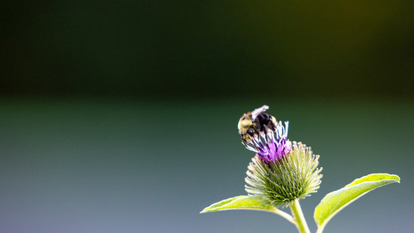 A bumblebee hanging out on a purple flower 