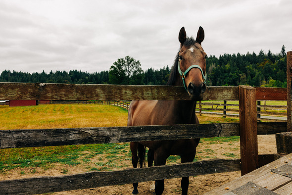 Brown horse with green halter standing behind a wooden fence.
