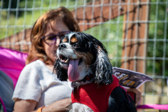 Cavalier King Charles Spaniel in red harness panting while sitting on woman’s lap outdoors.