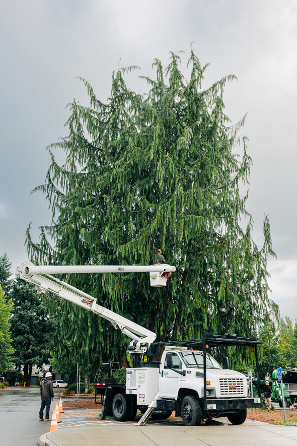 A truck with a boom parked next to a giant Alaskan Cedar tree