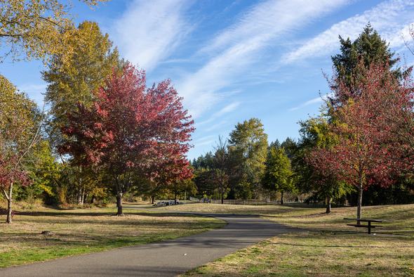 Curving paved path through a park surrounded by red and yellow fall trees under a blue sky.