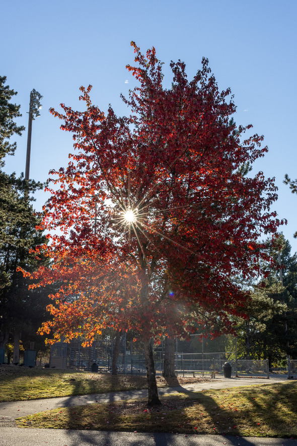 Sunlight shining through a tree with bright red fall leaves at a park on a clear morning.