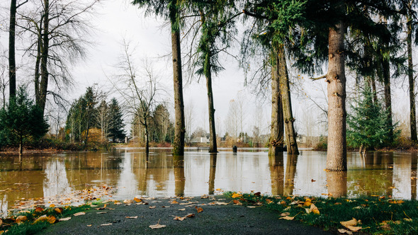 A swollen river in front of a copse of trees
