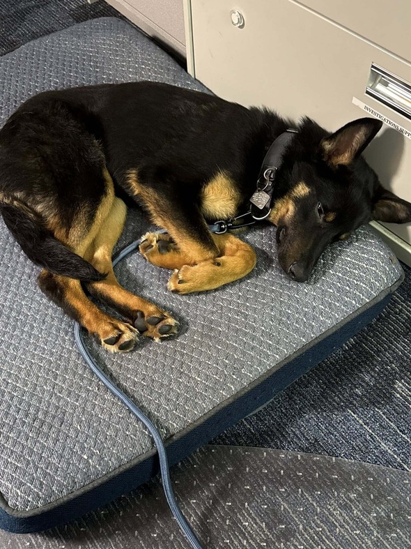 Police K9 puppy sleeping curled up on a cushion indoors.