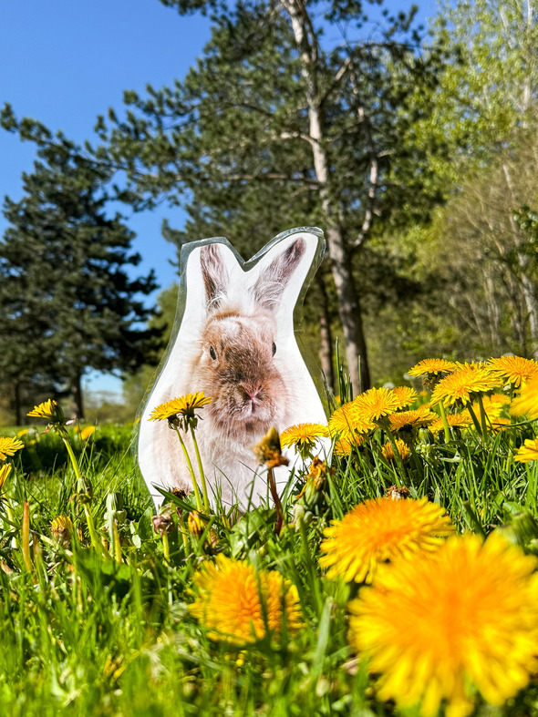 Bunny cutout placed among bright yellow dandelions in a sunny grassy park.