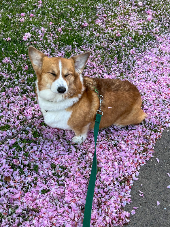 Corgi on a leash sits on grass covered in pink flower petals with eyes closed.