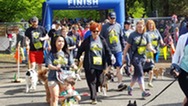 Crowd of people and dogs crossing a race finish line during a community fun run.