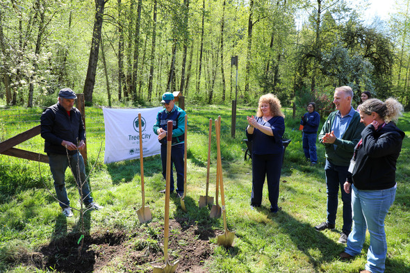 A group of people with shovels in their hand standing around a freshly planted tree 