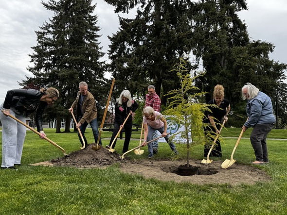 Volunteers digging and planting a tree together in a grassy park with tall evergreens behind them.