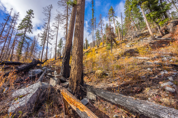 Charred trees and rocky hillside after wildfire, with new growth emerging among blackened trunks under a blue sky.