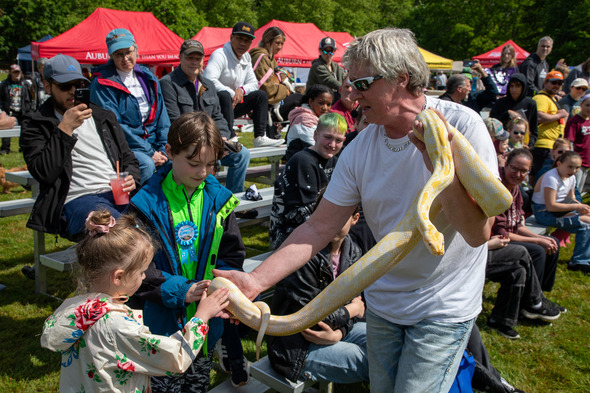 A child touches a large yellow snake during an outdoor animal presentation.