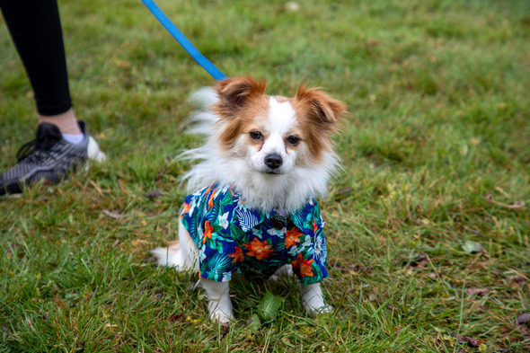 Small dog wearing a colorful floral shirt stands on grass at a park event.